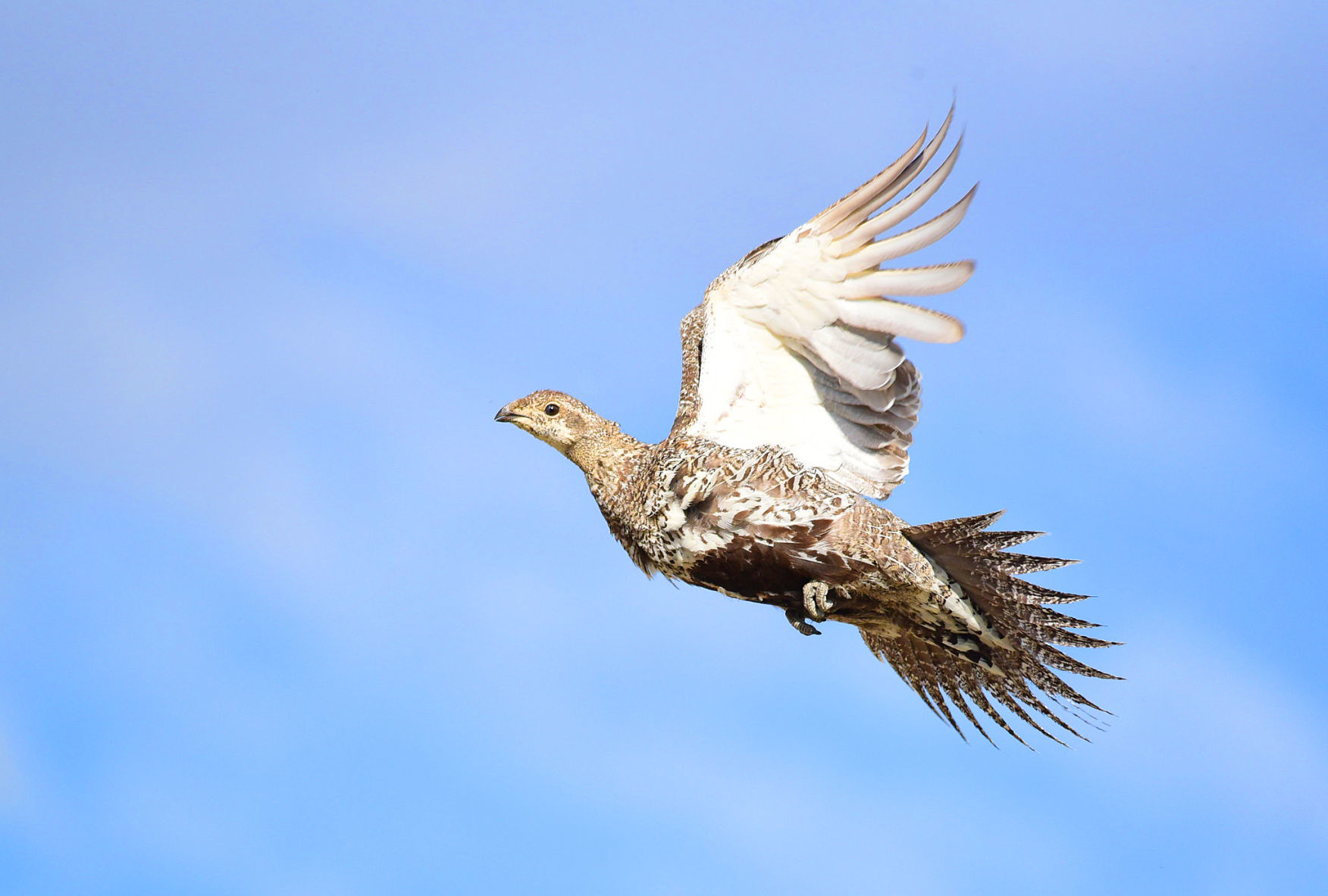 Sage grouse
